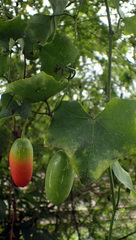 Zehneria