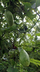 Zehneria