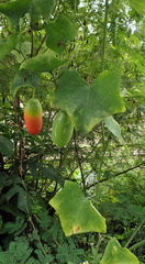 Zehneria