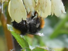 Bombus pratorum