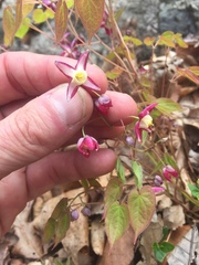 Epimedium × rubrum