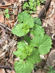 Alliaria petiolata