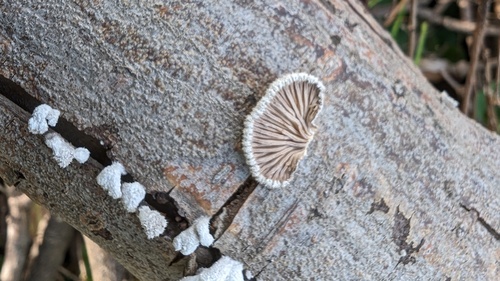 Schizophyllum commune