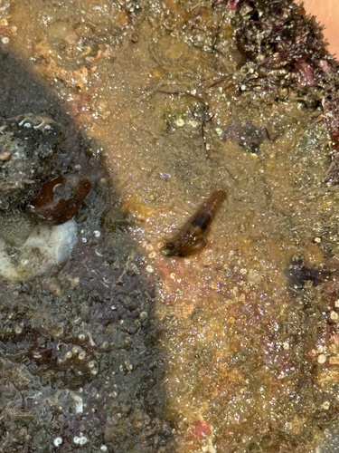 Alpheus paracrinitus observed 2024-04-12