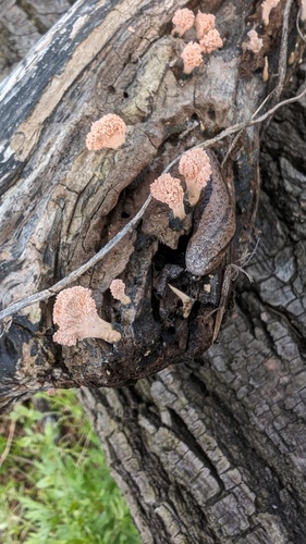 Xylaria flabelliformis