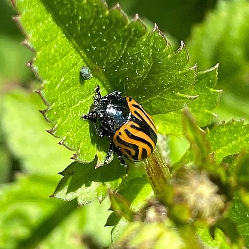 Calligrapher Beetles