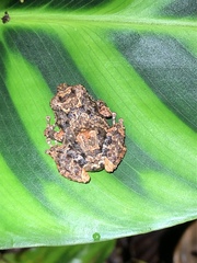 Pristimantis brevicrus