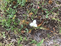 Tradescantia humilis