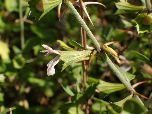 Acanthoprasium