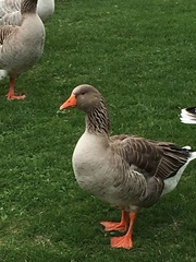 Anser anser domesticus