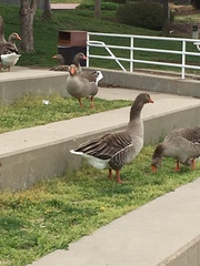 Anser anser domesticus