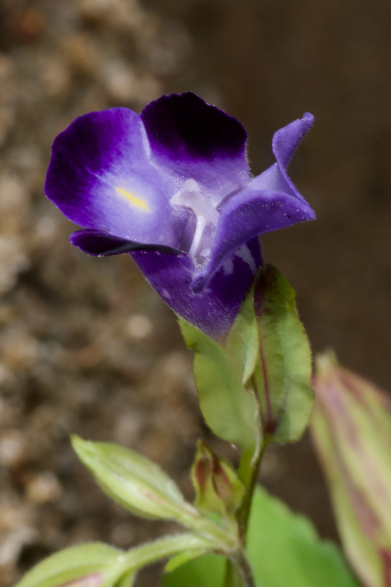 Imagem de Violeta-de-jardim