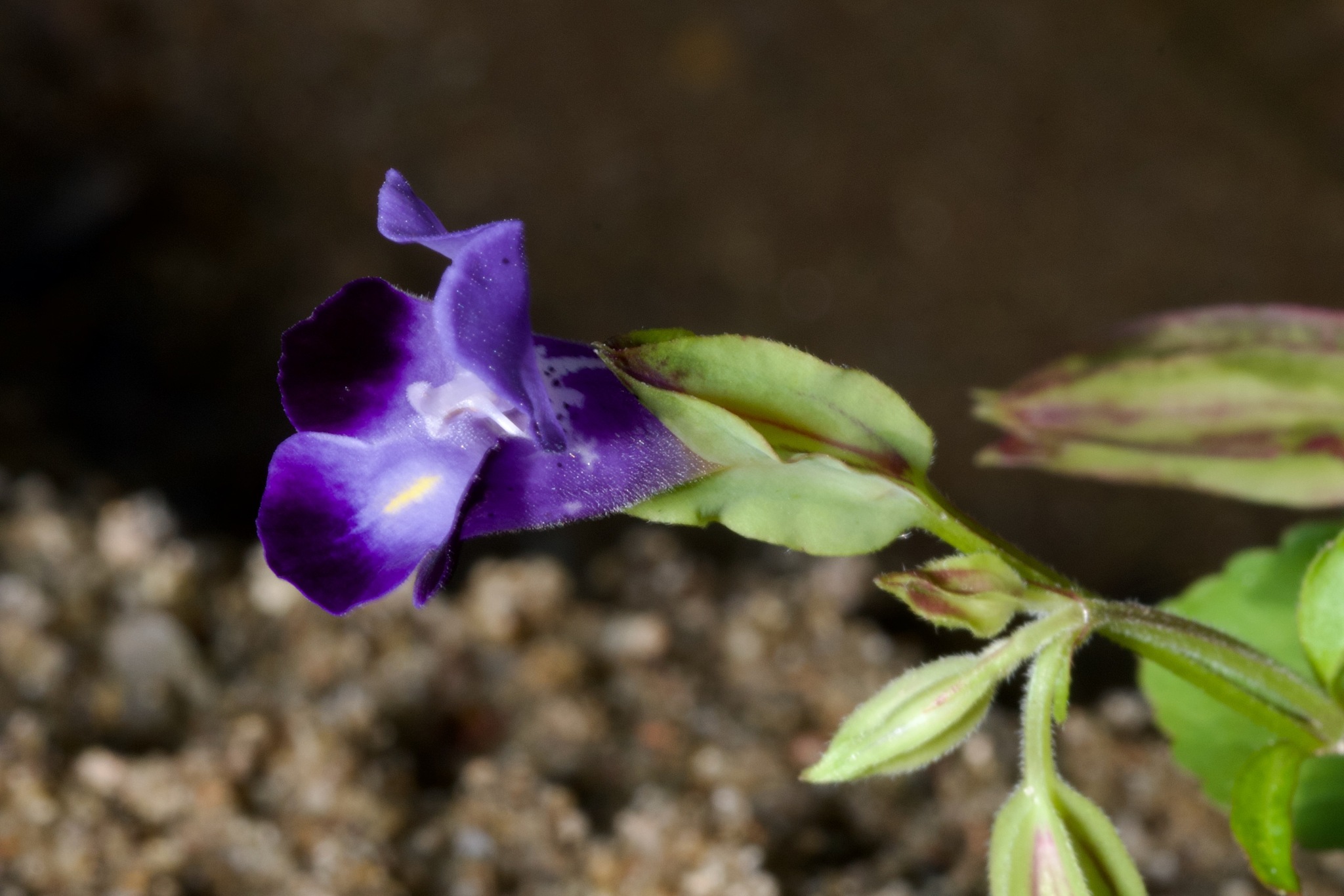 Imagem de Violeta-de-jardim