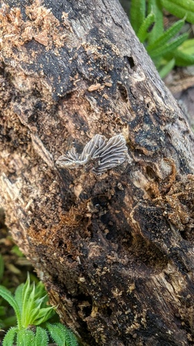 Resupinatus applicatus