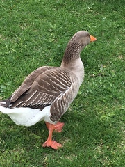 Anser anser domesticus