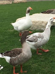 Anser anser domesticus