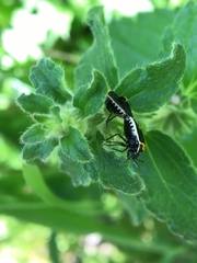 Cosmopepla conspicillaris