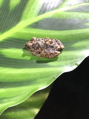 Pristimantis brevicrus