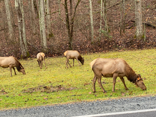 Elk photographed in Tennessee