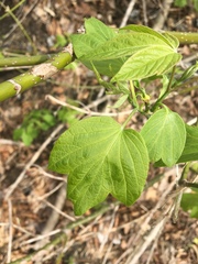 Acer negundo