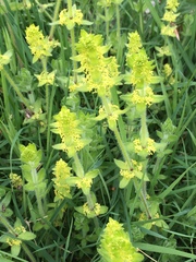 Cruciata
