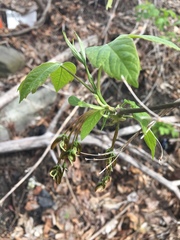 Acer negundo