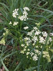 Cruciata