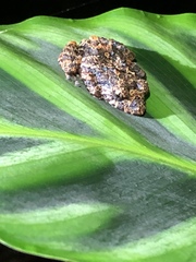 Pristimantis brevicrus