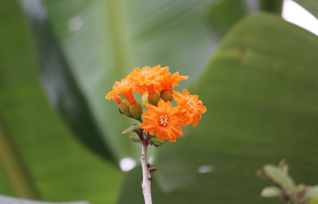 Cordia dodecandra; photograph (c) Ricard Busquets Reverte, some rights reserved (CC BY)