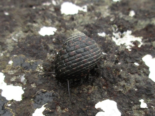 Monodonta confusa