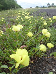 Cienfuegosia drummondii