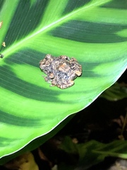 Pristimantis brevicrus