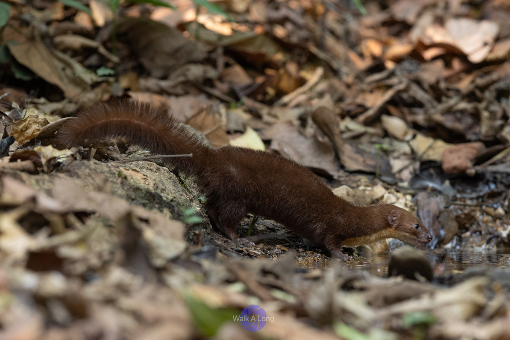 Back-Striped Weasel