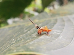 Agriocoris flavipes
