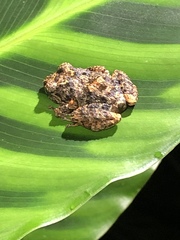 Pristimantis brevicrus