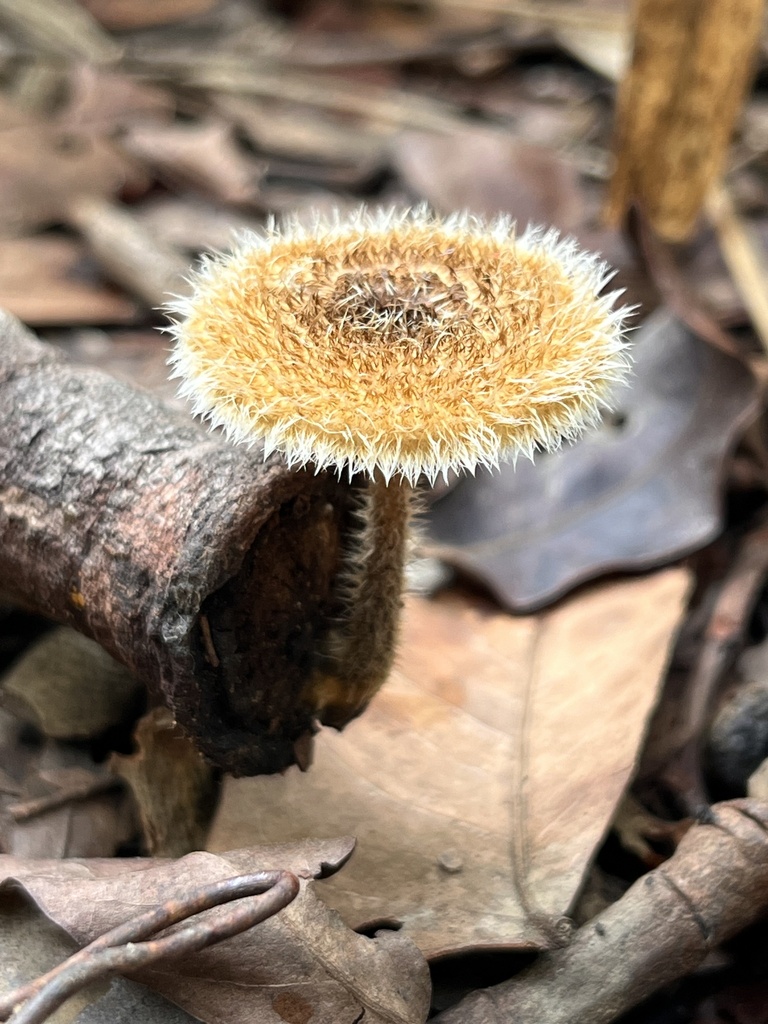 Lentinus berteroi · April 2024 · photo: © mariobarroso (iNaturalist, cc-by)