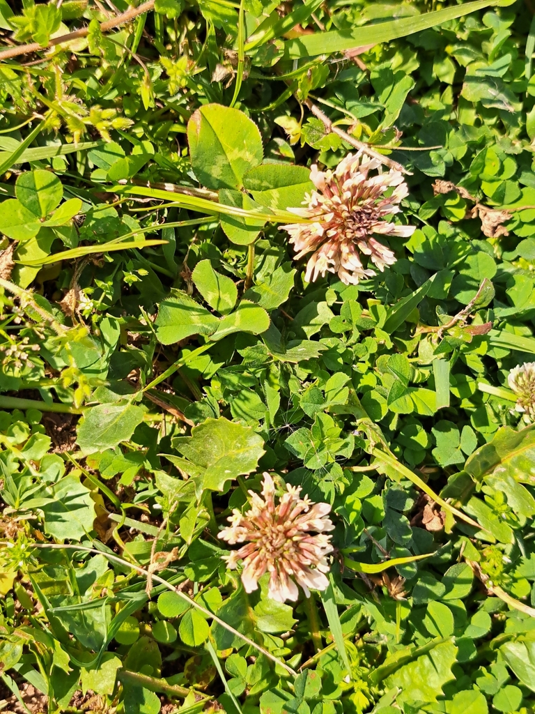 White clover