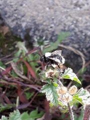 Bombus funebris