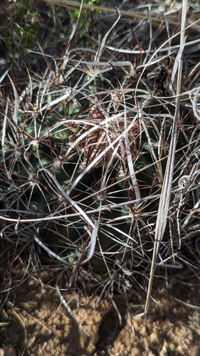 Image of Sclerocactus spinosior by (c) Andrew Dudley, some rights reserved (CC BY)