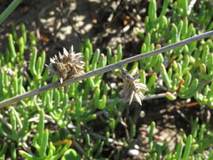 Cladoraphis cyperoides