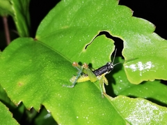 Liebermannacris dorsualis