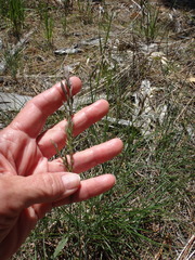 Poa wheeleri