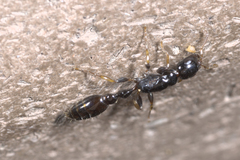 Tetraponera