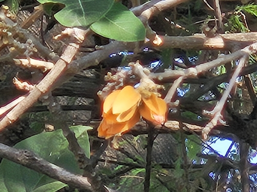 goldfinger (Juanulloa mexicana)