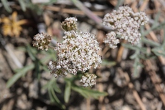 Lomatium nevadense parishii