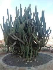 Trichocereus bridgesii
