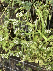 Valerianella locusta