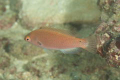 Cirrhilabrus punctatus