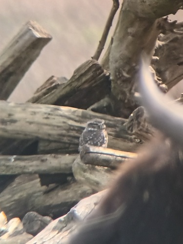 View observation of {o.common_name} on iNaturalist