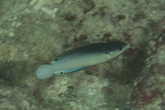Anampses neoguinaicus